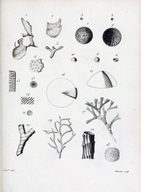 hayvan Illustration. Eski resim