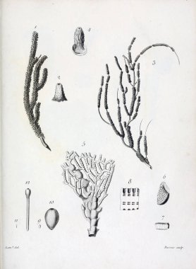 hayvan Illustration. Eski resim