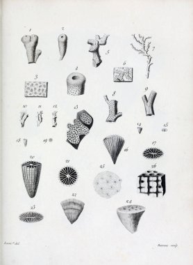 hayvan Illustration. Eski resim