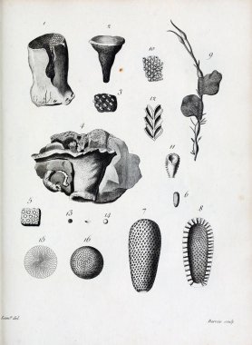 hayvan Illustration. Eski resim