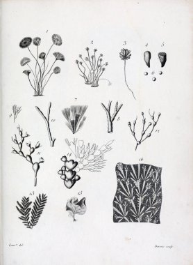 hayvan Illustration. Eski resim