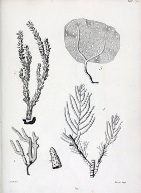 hayvan Illustration. Eski resim