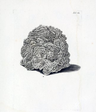 hayvan Illustration. Eski resim