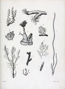 hayvan Illustration. Eski resim