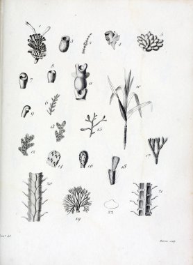 hayvan Illustration. Eski resim