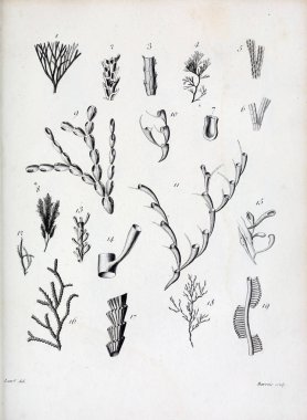 hayvan Illustration. Eski resim