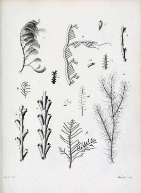 hayvan Illustration. Eski resim