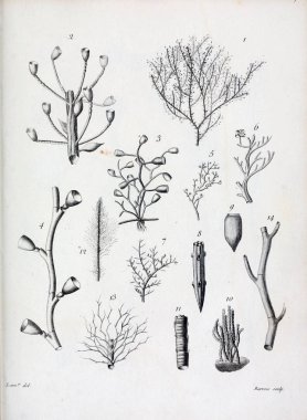 hayvan Illustration. Eski resim