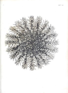 hayvan Illustration. Eski resim