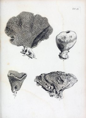 hayvan Illustration. Eski resim