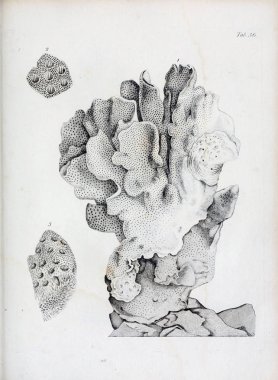 hayvan Illustration. Eski resim