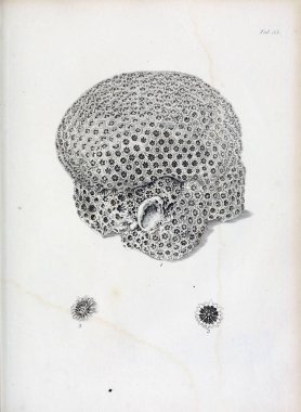 hayvan Illustration. Eski resim