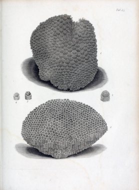 hayvan Illustration. Eski resim