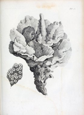 hayvan Illustration. Eski resim