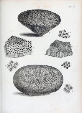 hayvan Illustration. Eski resim