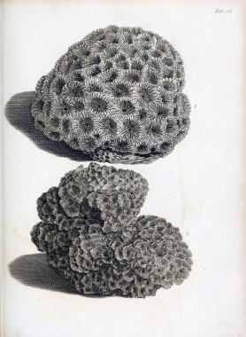 hayvan Illustration. Eski resim