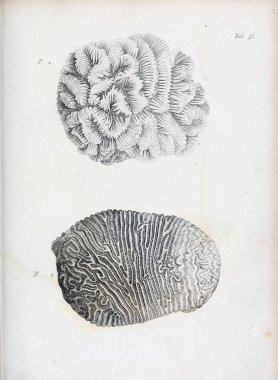 hayvan Illustration. Eski resim