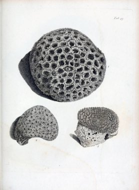 hayvan Illustration. Eski resim