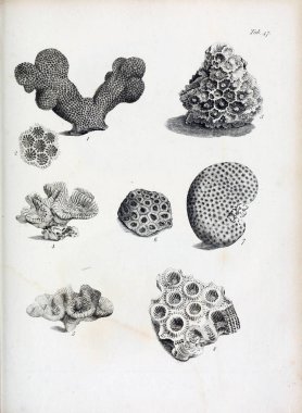 hayvan Illustration. Eski resim