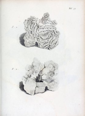 hayvan Illustration. Eski resim