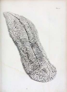 hayvan Illustration. Eski resim