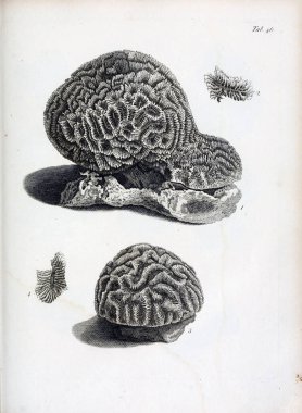 hayvan Illustration. Eski resim