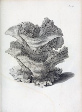 hayvan Illustration. Eski resim