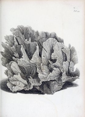 hayvan Illustration. Eski resim