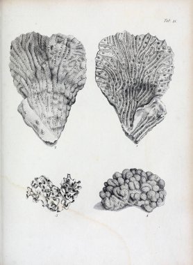 hayvan Illustration. Eski resim