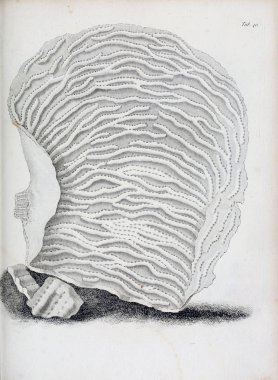 hayvan Illustration. Eski resim