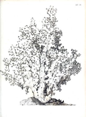 hayvan Illustration. Eski resim