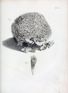 hayvan Illustration. Eski resim