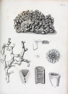 hayvan Illustration. Eski resim