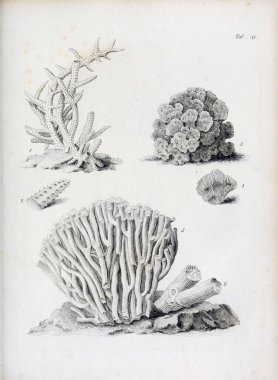 hayvan Illustration. Eski resim