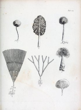 hayvan Illustration. Eski resim