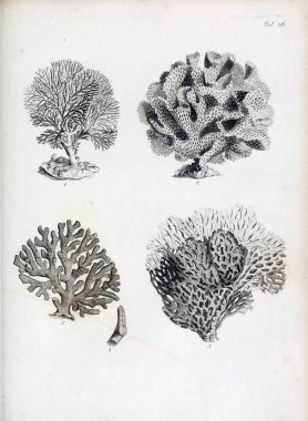 hayvan Illustration. Eski resim