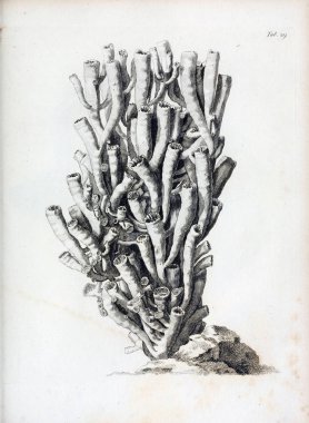 hayvan Illustration. Eski resim