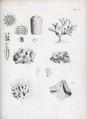 hayvan Illustration. Eski resim