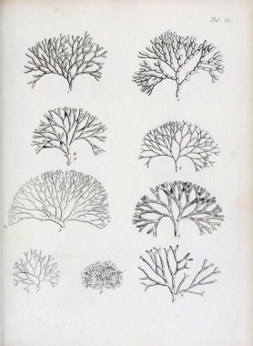 hayvan Illustration. Eski resim