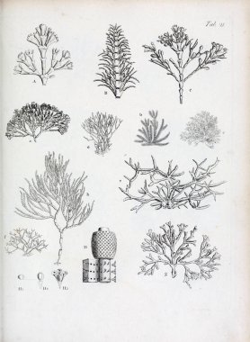 hayvan Illustration. Eski resim