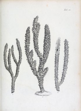 hayvan Illustration. Eski resim