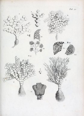 hayvan Illustration. Eski resim