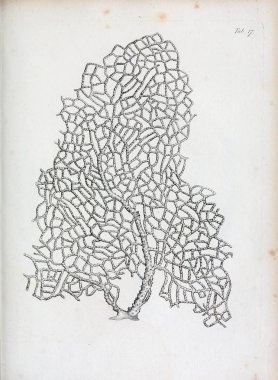 hayvan Illustration. Eski resim