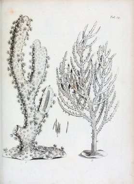 hayvan Illustration. Eski resim