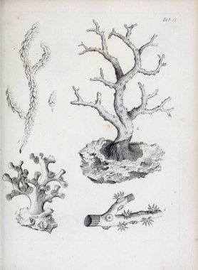 hayvan Illustration. Eski resim