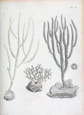 hayvan Illustration. Eski resim