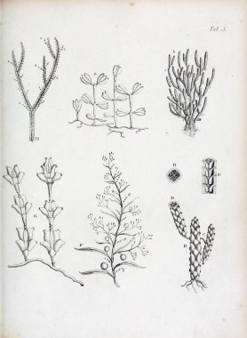 hayvan Illustration. Eski resim