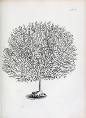 hayvan Illustration. Eski resim