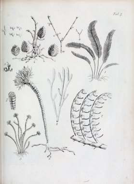 hayvan Illustration. Eski resim
