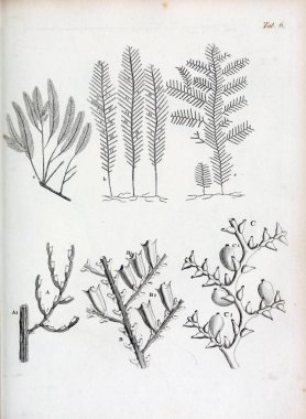 hayvan Illustration. Eski resim